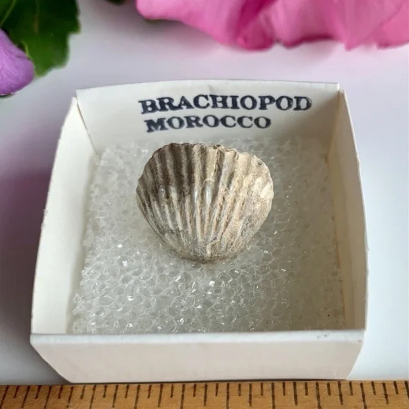 Brachiopod Shell Fossil Both Sides Fossilized Lamp Shells 100 Million Years Old - Picture 6 of 6